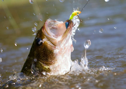 east-texas-bass-fishing